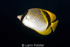 Butterfly fish of every species in these waters by Larry Polster 